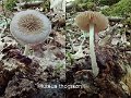 Pluteus thomsonii-amf1484-2